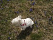 2010-06-03_1147.titti fra le genzianelle