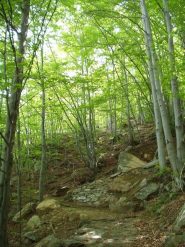 2010-06-03_1046.sentiero