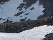 n curioso compagno di viaggio