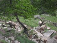 stambecchi sul sentiero