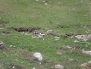 marmotta mimetizzata...