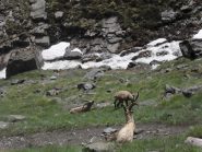 stambecchi vicino al torrente