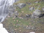 Un altro branco di camosci