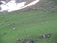 Un branco di camosci al pascolo