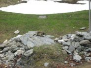 marmotta davanti al rifugio