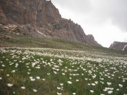 splendide fioriture nei prati sotto la Meja