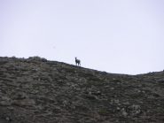 sul colle qualcuno di osserva