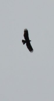 aquila al Kiri