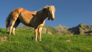 cavallo al ciantel del re sullo sfondo colombo e perra