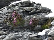 sempre loro i miei preferiti....