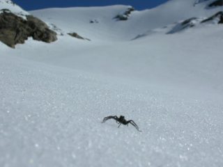 sul ghiacciaio del Collerin (Chalanson sullo sfondo)