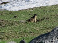Marmotta tra le nevi