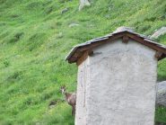 Camoscio spunta dal santuario