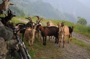 capre curiose all'alpe milone