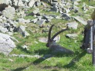 Lo stambecco che se la dorme