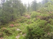 01 - rododendri salendo a Pian dell'Orso