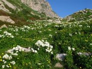Fioritura verso la Colla Bassa