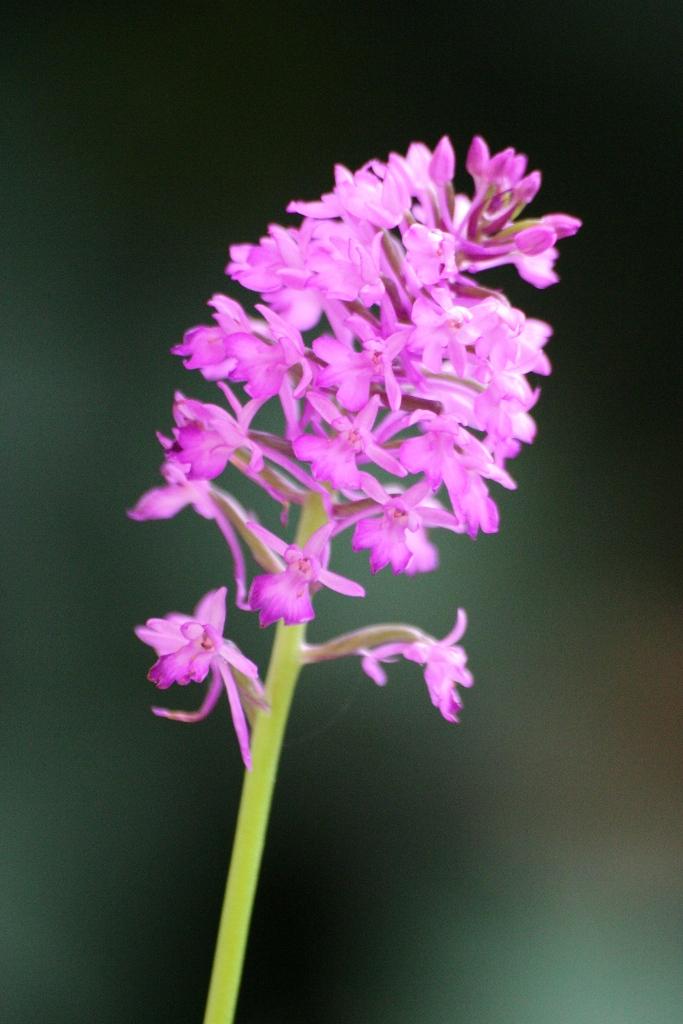 Orchidea selvatica, gen. Anacamptys