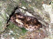 Un abitante del luogo sulla via di 6a 