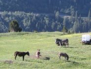 con tanto di asinello...