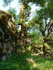 albero monumentale