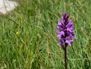 orchidea delle alpi