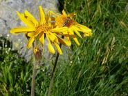 arnica montana