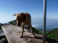 dog molto alpinista