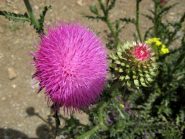 Fior di cardo
