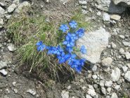 fiori