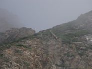 camoscio nella nebbia