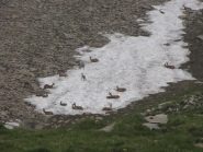 Alla ricerca del fresco nel nevaio