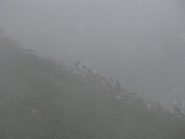 branco di cervi nella nebbia