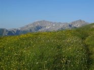 Il Bego spunta tra i fiori