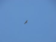 Aquila sopra al Genevris