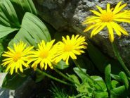 arnica montana. ottima per curare i lividi