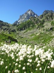 giunchi presso il lago fiorenza