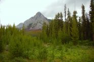 Into the wild