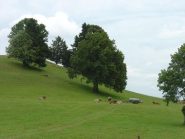 Campagna dell'Allgau