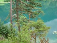 Alpsee