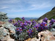 Linaria alpina