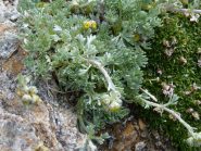 artemisia