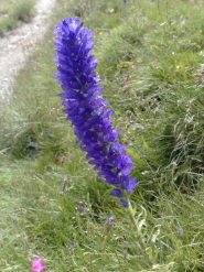 fiori 