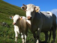 Mamma e piccolo, che straordinaria dolcezza.....