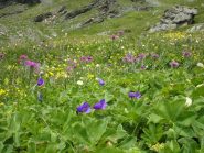 Splendida fioritura verso il colle di Saint Veran.