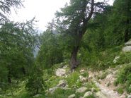 il bosco dell'alevè