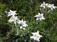 stelle alpine