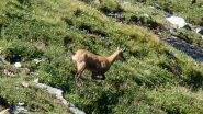 Incontro fugace....