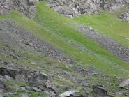 camosci sulla sponda destra a salire