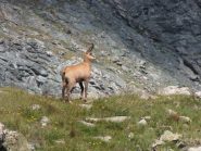 camoscio sopra il lago jouglard